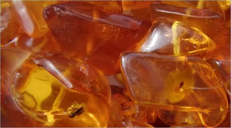 Amber Necklace with Insects - Amber Meaning and Uses - Elune Blue (800x445)