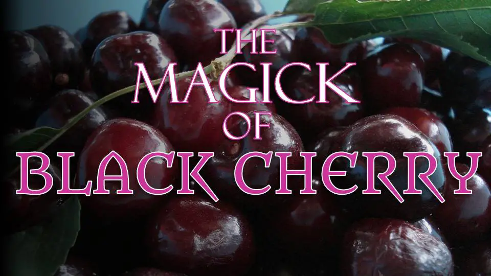 Black Cherries can strengthen psychic power, divination, and intuition.  Their energy is that of duality balance.  Black cherries are also connected to the energies of longevity and immortality. -- Black Cherry Magical Properties and Uses