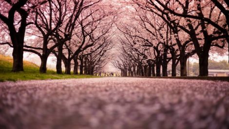 Cherry blossoms are intensely magical, and the font of inspiration for many powerful love oils and incenses. -- Cherry Blossom Magical Properties