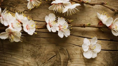 Cherry blossoms are intensely magical, and the font of inspiration for many powerful love oils and incenses. -- Cherry Blossom Magical Properties