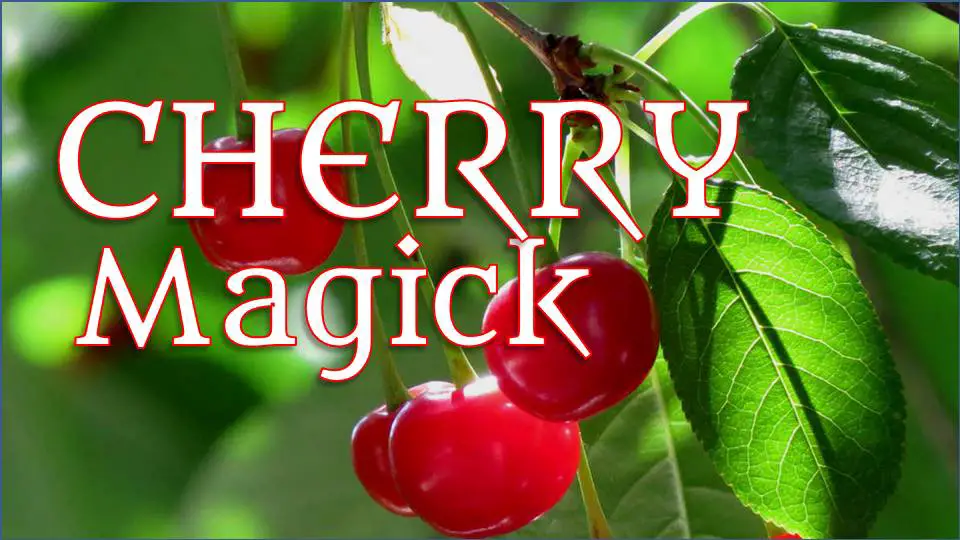 Cherry fruit is also associated with youthfulness and immortality.  The Japanese Goddess Xi-Wang Mu had a garden full of cherries of immortality, which ripened every 1000 years.  -- Cherry Magical Properties and Uses