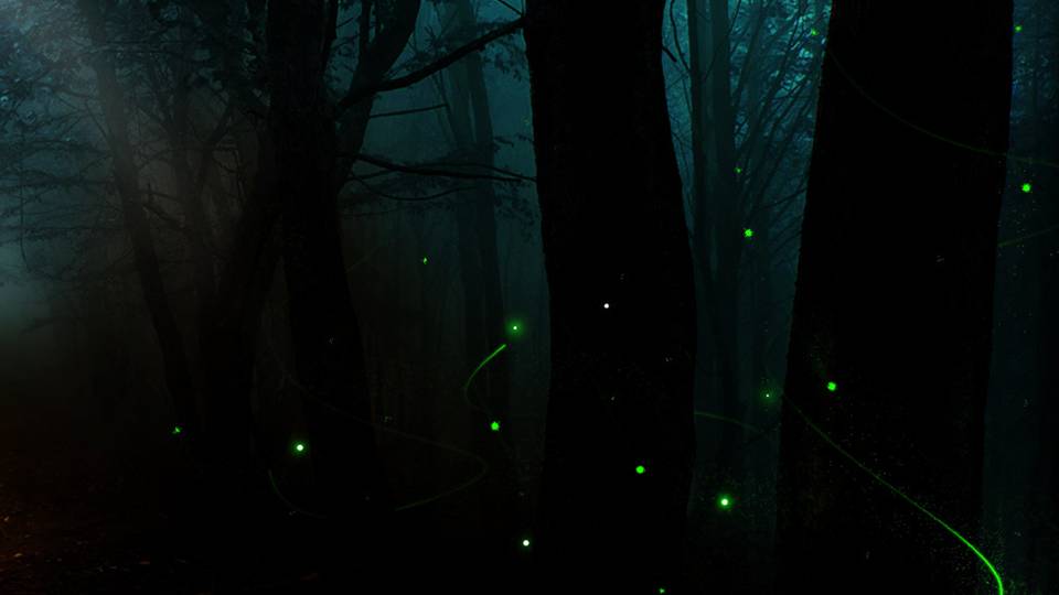Fireflies in a Forest