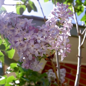 A lilac blooming near a red-brick home.
