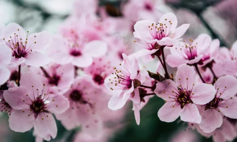 Close-up of vibrant pink cherry blossoms.