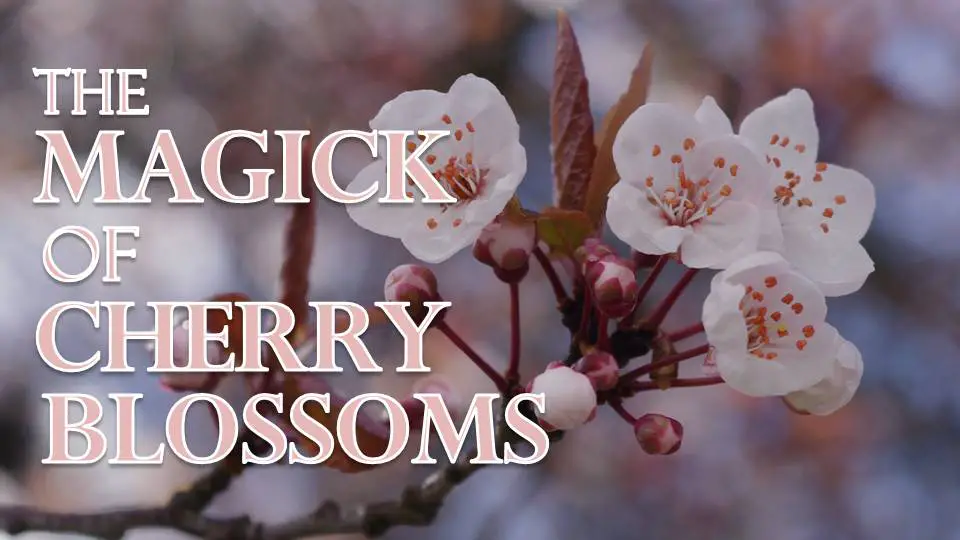 Cherry blossoms exude the energy of freshness and renewal.  They usher in the beginning of spring and capture the essence of the season's magic. -- Cherry Blossom Magical Properties and Uses