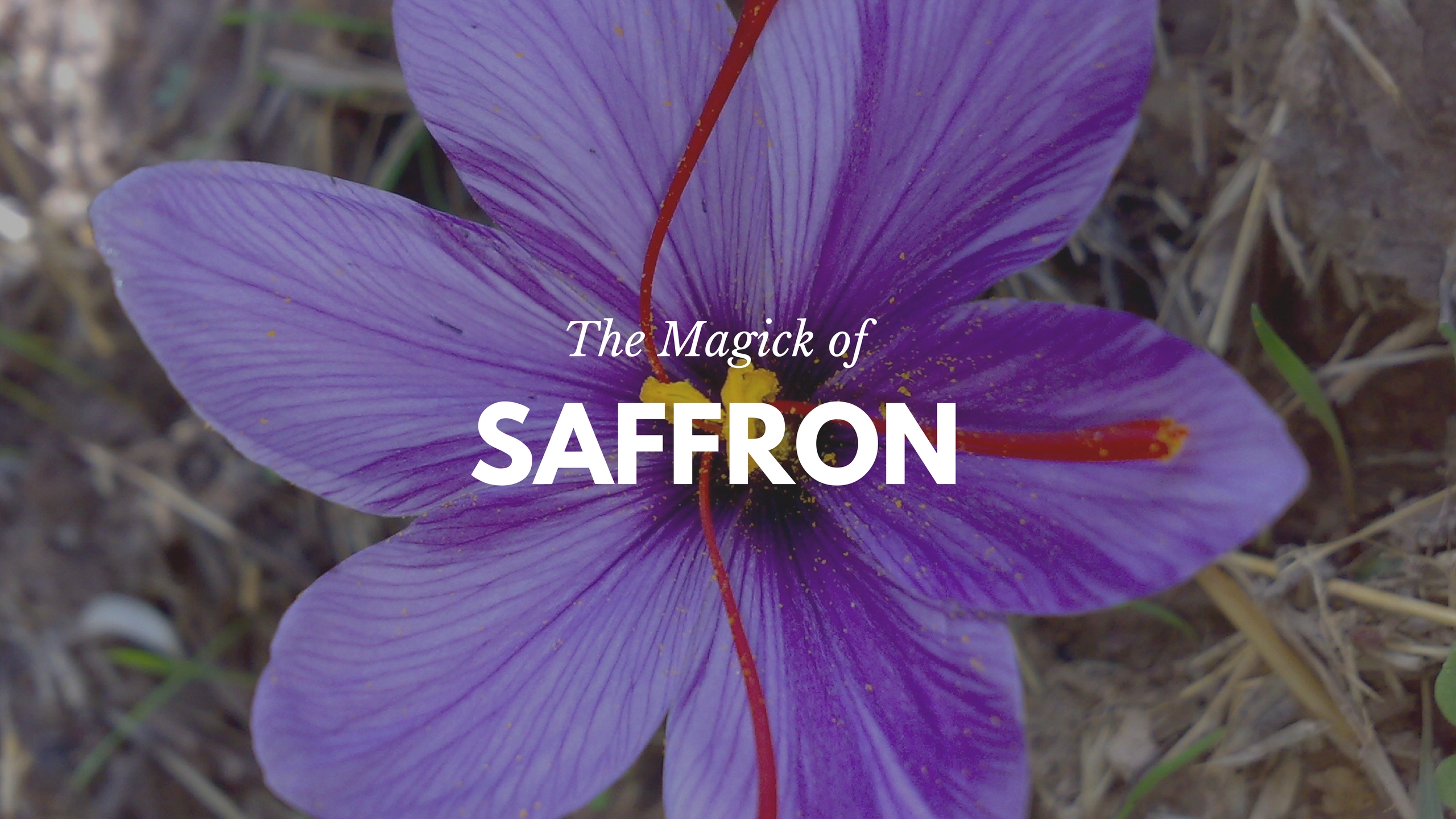 Saffron is irresistibly tantalizing drawing us in with its sultry, provoking aroma and passionate, seductive energy. -- Saffron Magical Properties and Uses