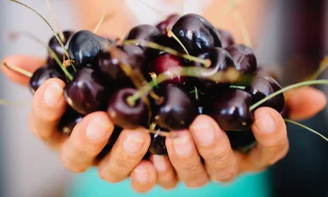 A person holding a handful of black cherries.