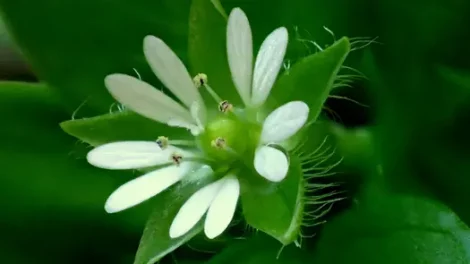 A close-up of a very green chickweed plant in bloom.