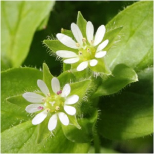 The Enduring Herb: Chickweed Magical Properties and Uses -- Magical Herbs