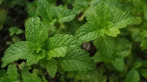 A close-up of mint leaves.
