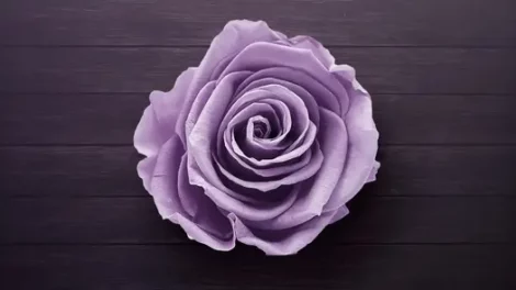 Bird's eye view of a lavender-colored rose sitting atop lavender-tinted paneling.