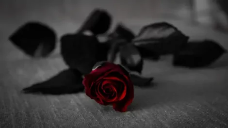 A red rose with black leaves on a grey textile. • Rose Spiritual Meaning