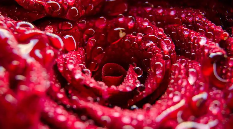 A close up of a red rose with dewdrops.