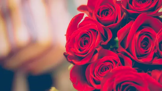 A high saturation photo of red roses.