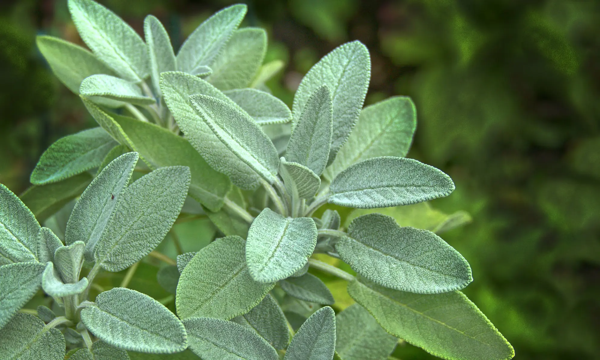 Close-up of a sage plant.