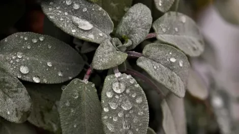 A sage plant with water droplets under a specialized filter.