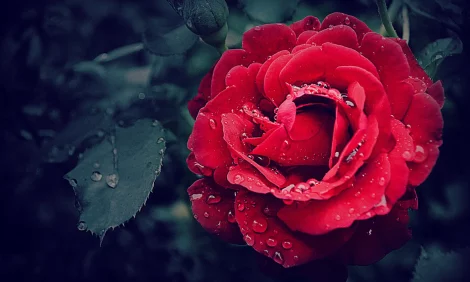 A red rose with water droplets. • Rose Spiritual Meaning