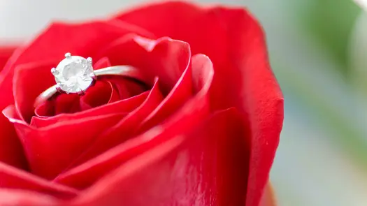 Close-up of a red rose with a diamond ring embedded in the center.