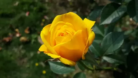 Close-up on a single, yellow rose. • Rose Spiritual Meaning