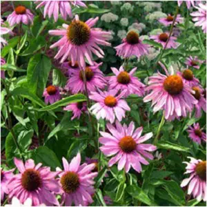 Echinacea Purple Coneflower Seeds from Outsidepride