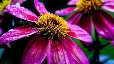 Macro photography of a dew-covered purple coneflower.