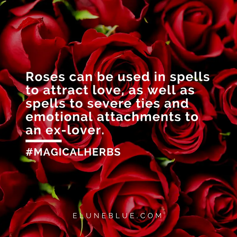 The Queen Of Flowers Rose Magical Properties And Uses Magical Herbs