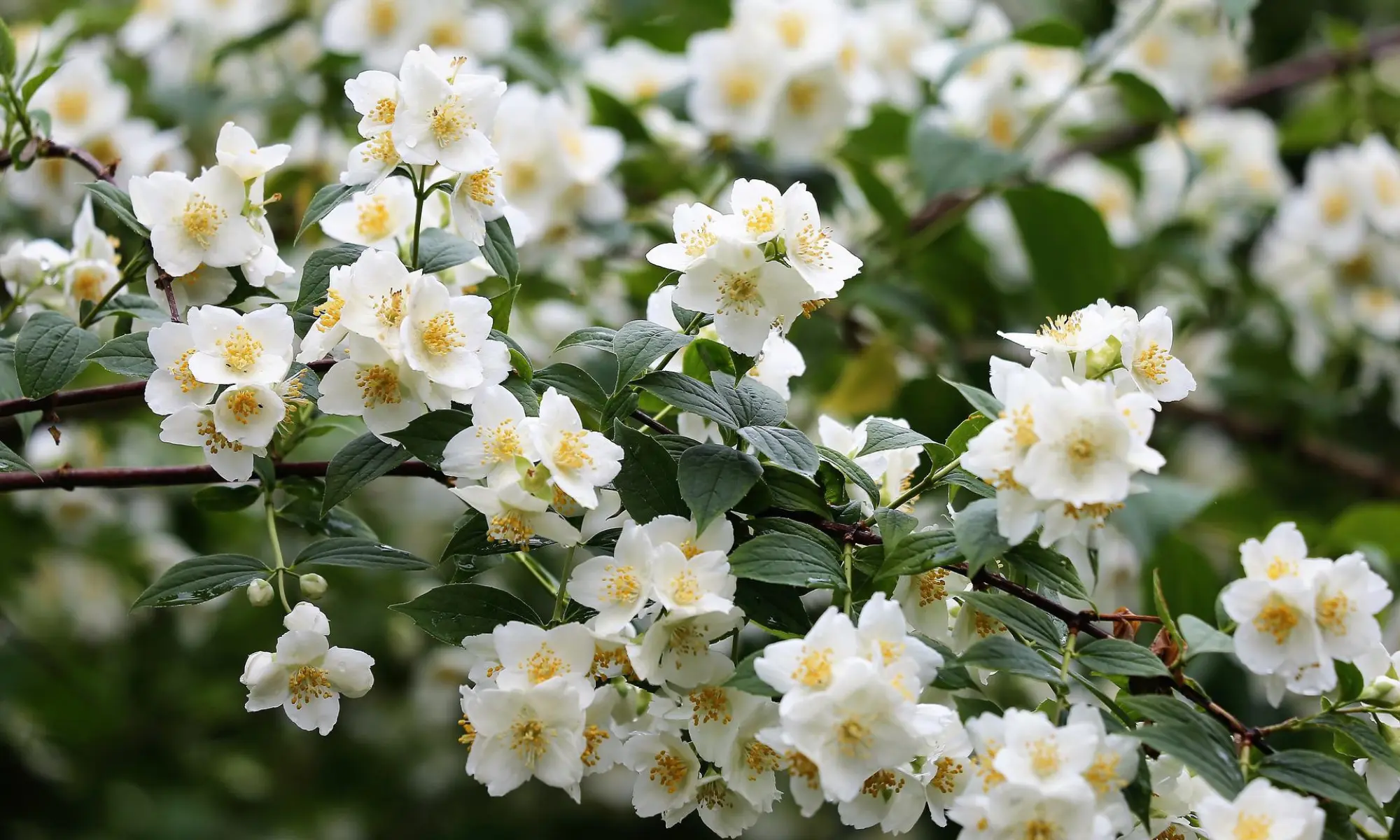 White jasmine flowers on a branch.