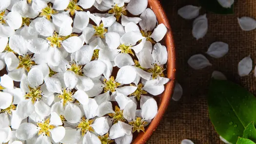 White jasmine flowers in a brown bowl.