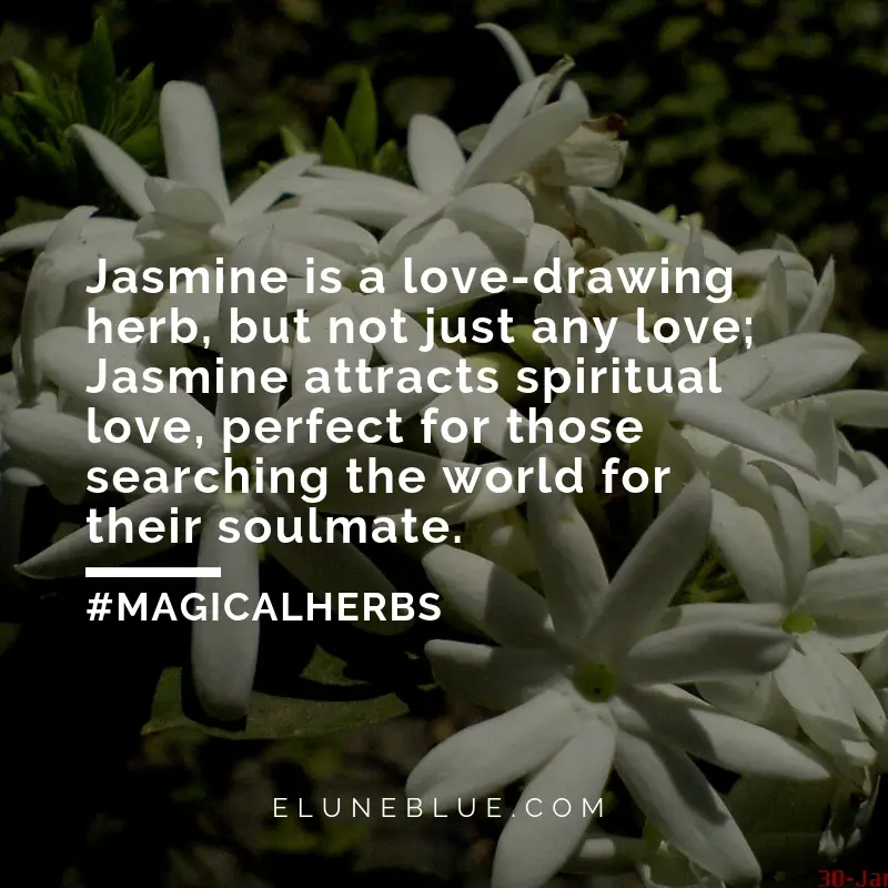 Jasmine is a love-drawing herb, but not just any love; Jasmine attracts spiritual love, perfect for those searching the world for their soulmate. -- Jasmine Magical Properties and Uses