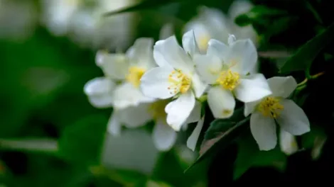 A close-up on white jessamine flowers.