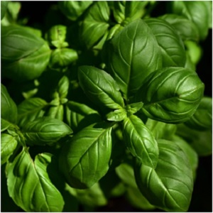 The legendary “witches herb,” there is a fable that witches would drink a ¼ cup of basil before flying off into the air. When strewn on the floor, it repels maligned energies, as where basil is, evil cannot exist. -- Basil Magical Properties and Uses #Imbolc