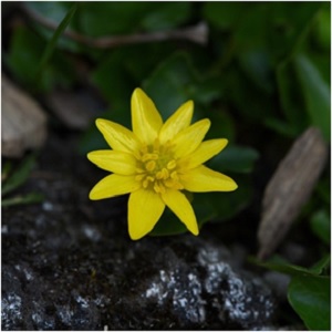 Celandine’s power is to break chains. It can free the mind of depressive mindsets and its protective power visits in the courtroom, providing an avenue by which judge and jury may be inspired to change their minds and grant a more favorable judgment. -- Celandine Magical Properties and Uses | Herbs for Imbolc