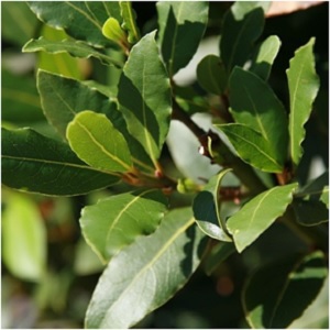 Imbolc is a time of purification, and Bay Laurel is a purification herb par excellence. Burn a bay laurel smudge or scatter bay laurel leaves around the home to banish negative energies. -- Bay Laurel Magical Properties and Uses #Imbolc