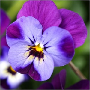 Violet can be used in spells to attract and raise your good fortune when it comes to love. This magic is especially potentiated when you add lavender to the mix. Make sure to gather the first violet you see in the spring, as it has the power to grant wishes. Carry violet for an added measure of protection. -- Violet Magical Properties and Uses #Imbolc