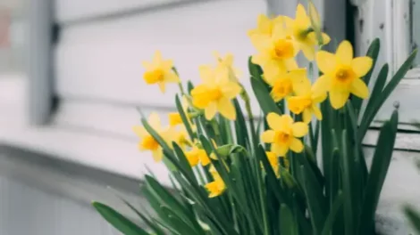 Yellow daffodils growing near a home.