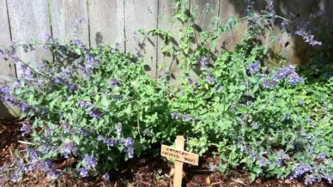 Catnip with flowers in bloom against a wooden fence, with a sign labeled "Catmint (Kitty's Bed)."