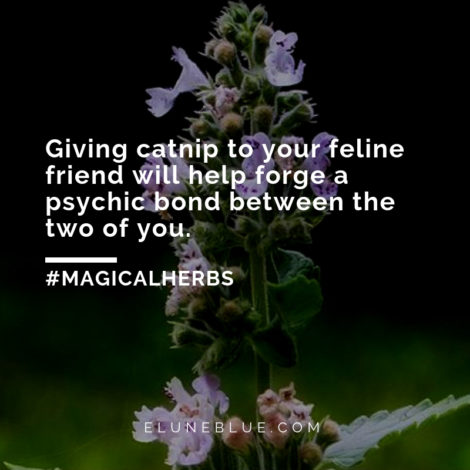 Giving catnip to your feline friend will help forge a psychic bond between the two of you. -- Catnip Magical Properties and Uses