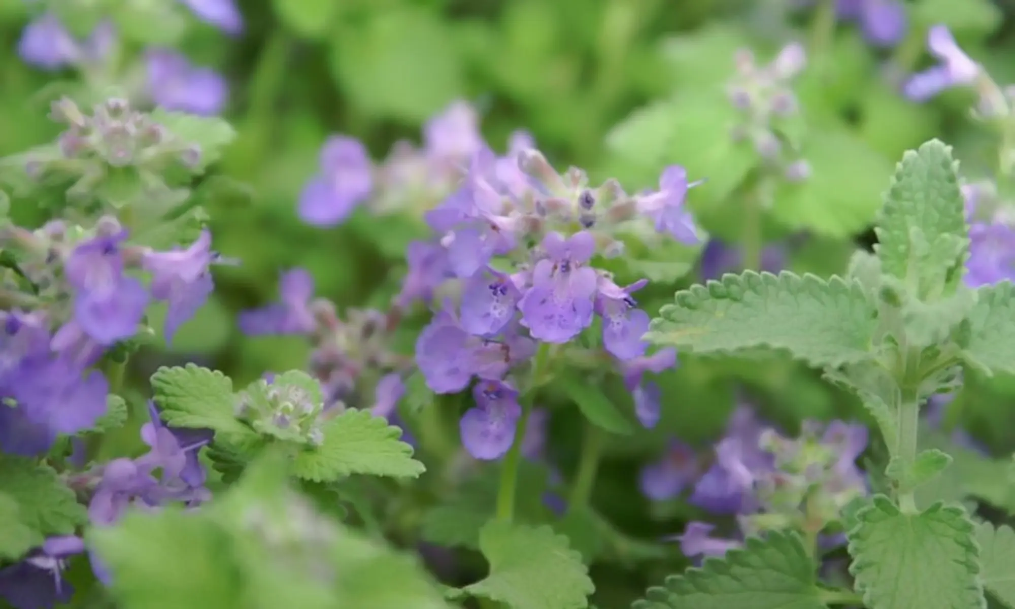Close-up on catmint with purple flowers in bloom.