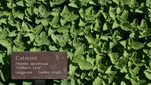 Catmint leaves without flowers, with a brown label in front that says "Catmint. Nepeta racemosa 'Walker's Low.' Lamiaceae. Garden origin."