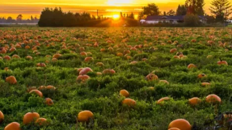 A field full of pumpkins with a home in the background during sunset.