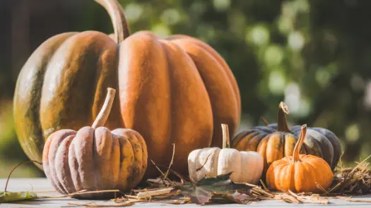 An assortment of pumpkins of various colors, large and small, surrounded by twigs and fall leaves.