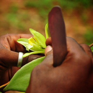 A person cutting a vanilla flower.
