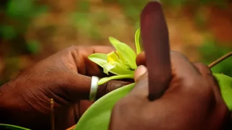 A person cutting a vanilla flower.