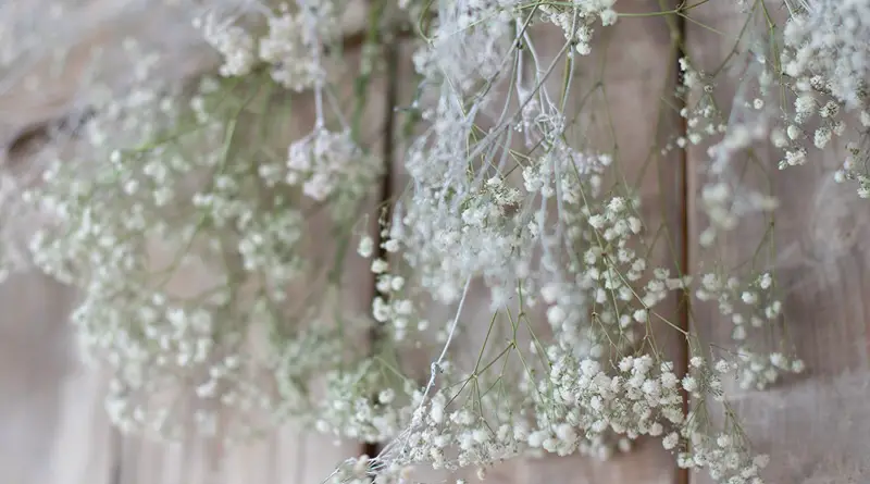 Baby's Breath Flowers Against a Wooden Fence • The Meaning of Baby's Breath Flowers