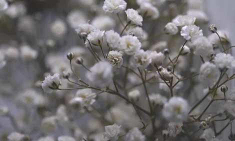 A close-up of baby's breath (gypsophila) flowers.