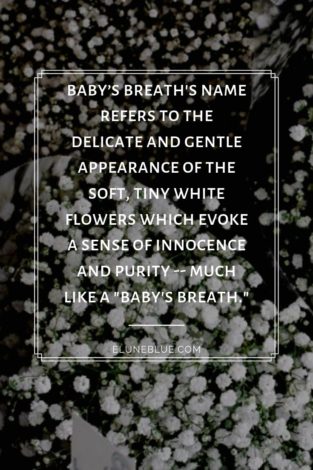 baby’s breath's name refers to the delicate and gentle appearance of the soft, tiny white flowers which evoke a sense of innocence and purity -- much like a "baby's breath." -- Babys Breath Magical Properties and Uses