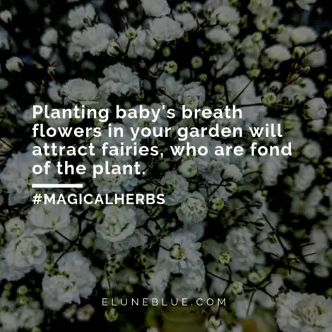 Planting baby's breath in your garden will attract fairies, who are fond of the plant. -- Baby's Breath Magical Properties and Uses