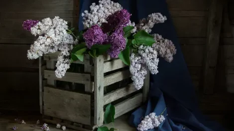 A wooden crate filled with white and purple lilac blooms, with a blue curtain in the background.
