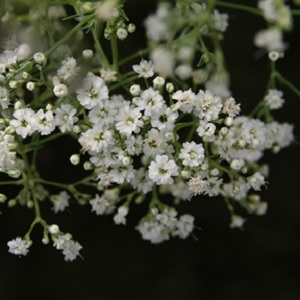 Gypsophila paniculata on black. • The Meaning of Baby's Breath Flowers