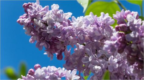 Lilac's compelling scent can will away dark energies, attract romance, and stimulate the mind to new epiphanies -- Lilac Magical Properties and Uses